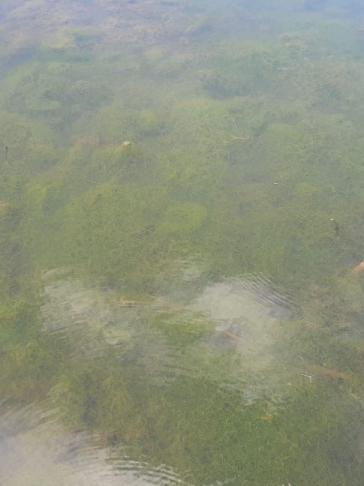 Algen im Teich